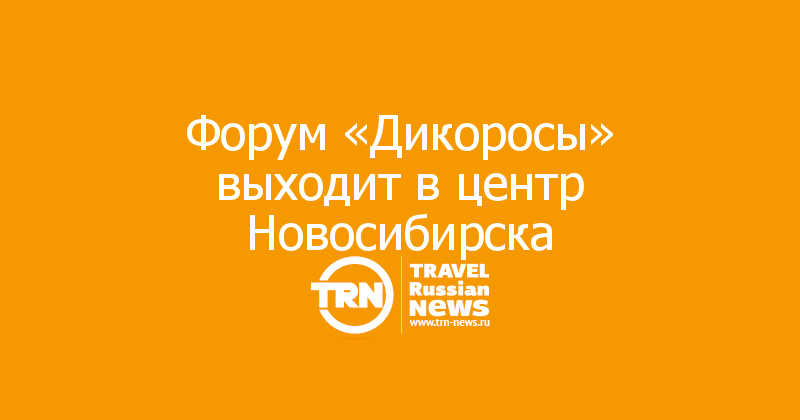 Форум «Дикоросы» выходит в центр Новосибирска